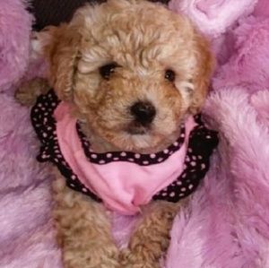 Meet your Posher, Mayra